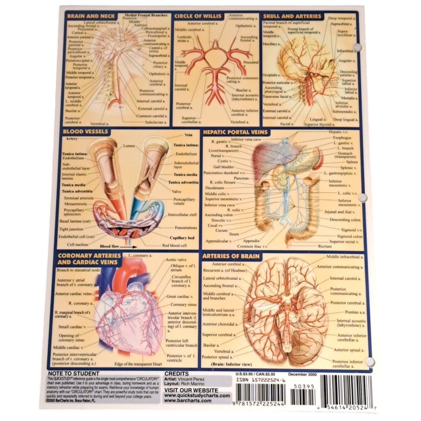 Circulatory System Laminated Study Academic Bar Charts Inc Vincent Perez