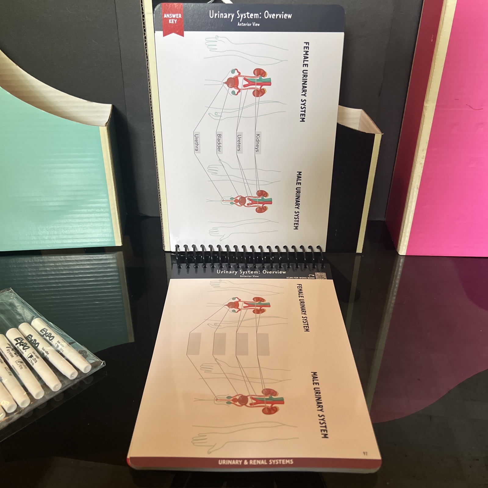 Nurse In The Making Anatomy Label Lab Workbook Laminated Spiral Bound