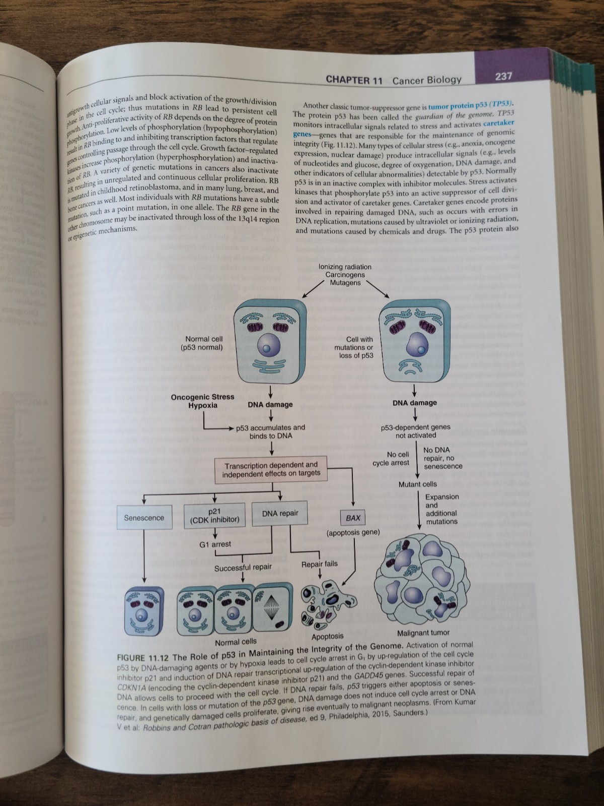 Understanding Pathophysiology – Paperback By McCance RN PhD, Kathryn L. – GOOD