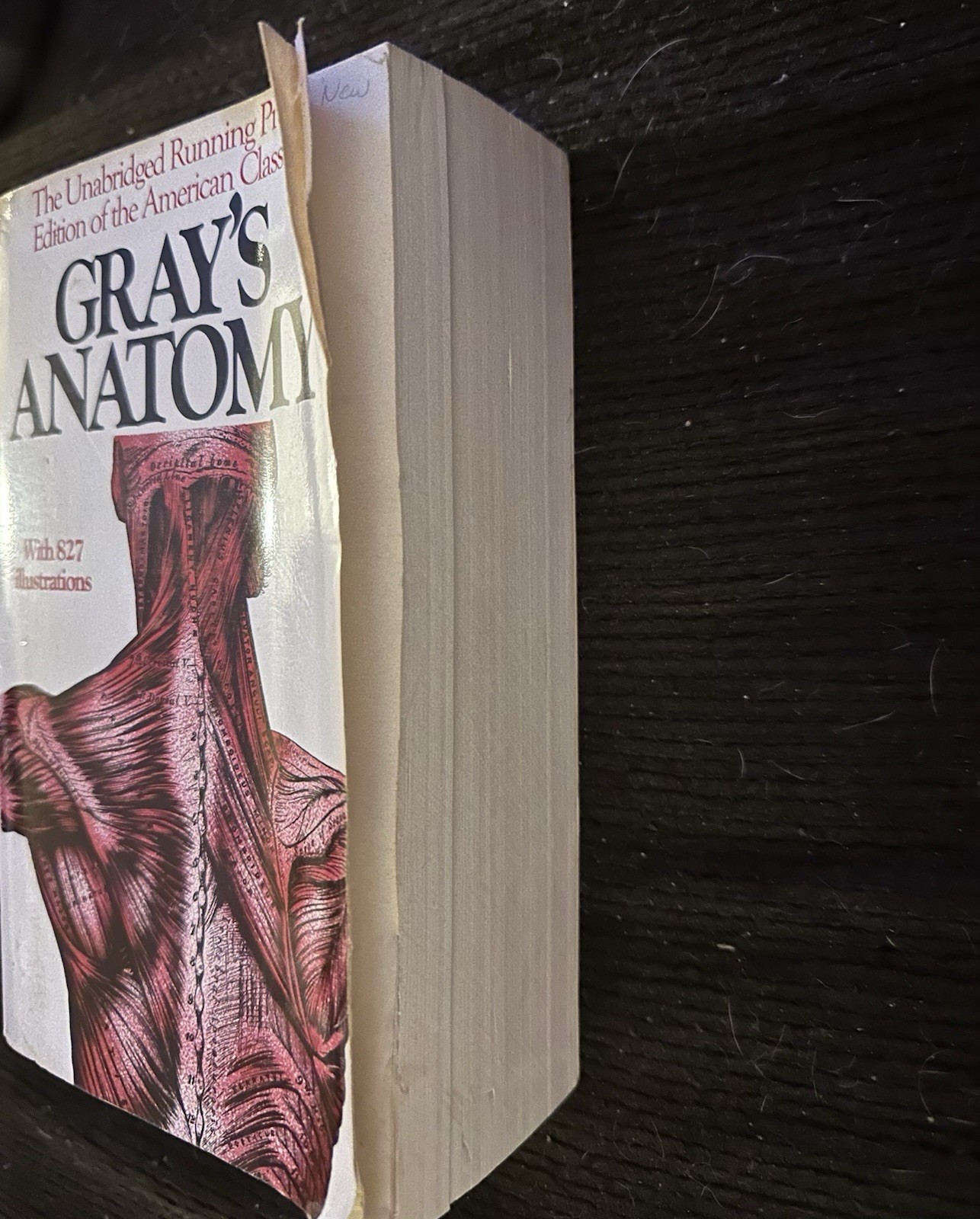 Gray’s Anatomy Unabridged Running Press Edition Softcover 827 Illustrations