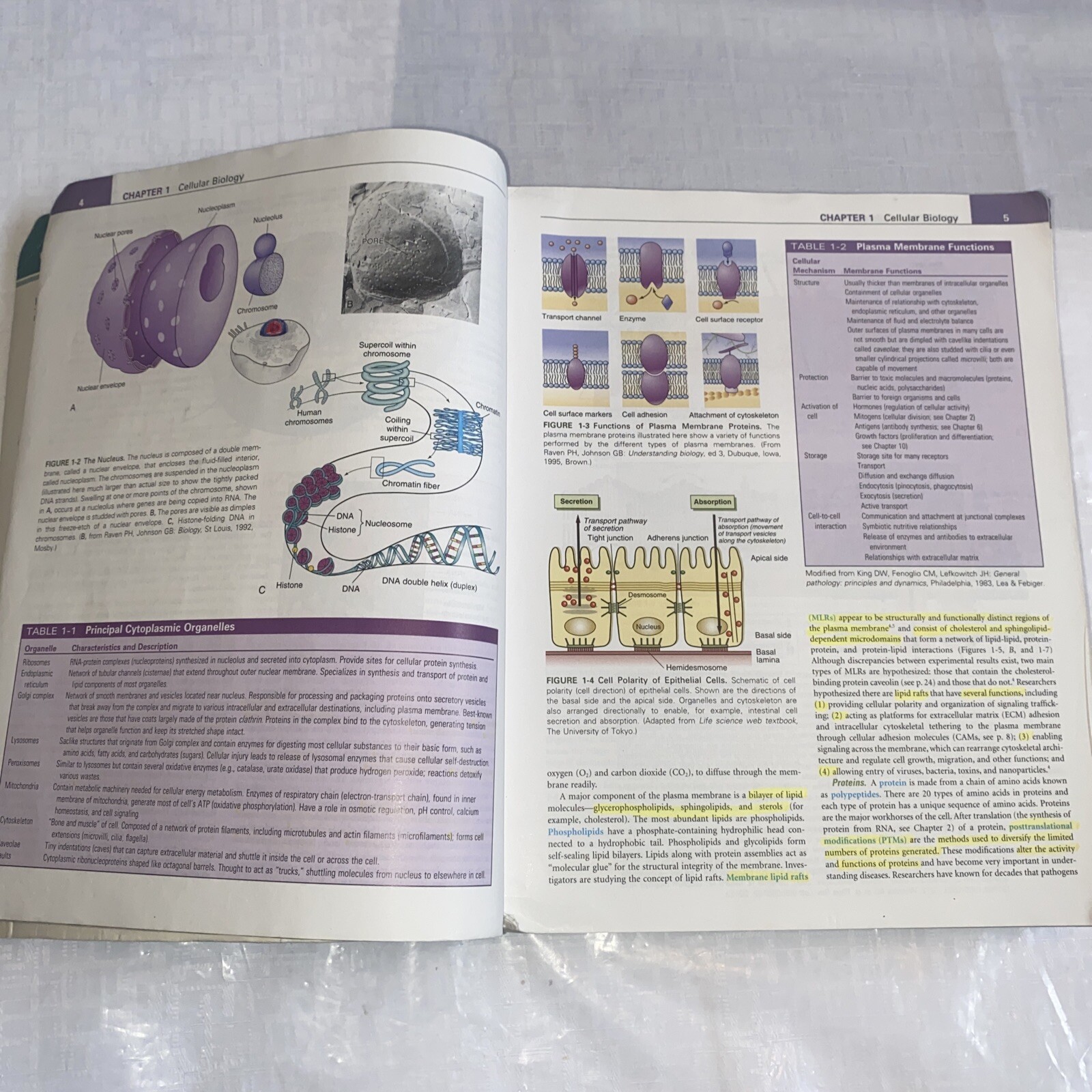 Understanding Pathophysiology by Kathryn L. McCance and Sue E. Huether (2016,…