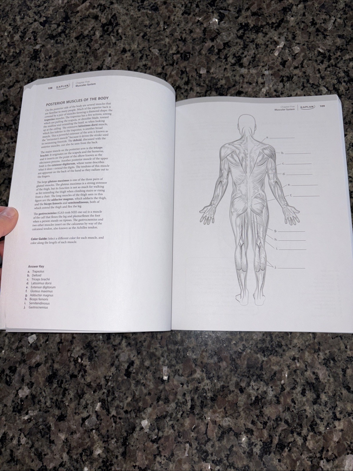 Kaplan Anatomy Coloring Book 10th Edition