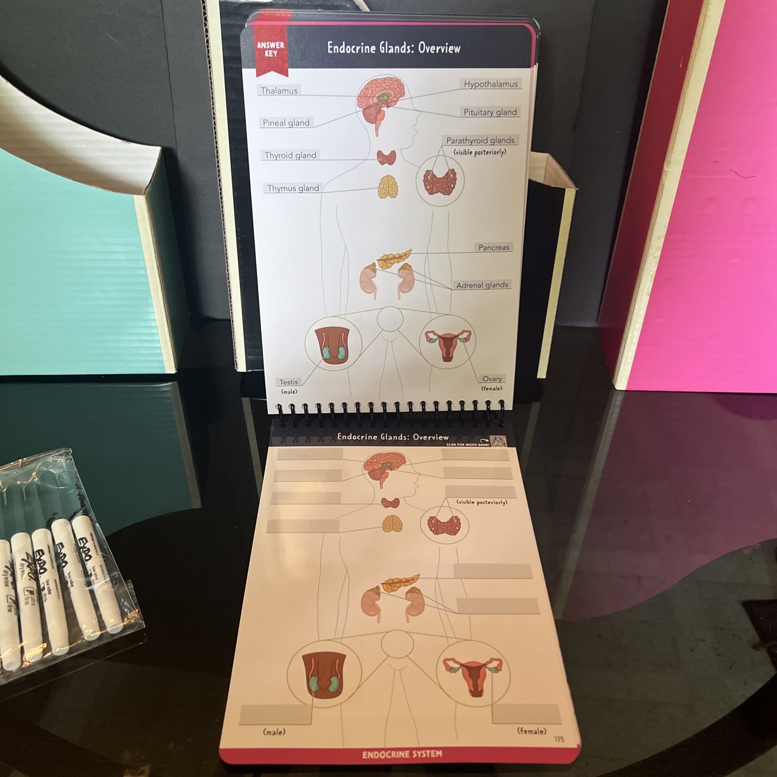 Nurse In The Making Anatomy Label Lab Workbook Laminated Spiral Bound