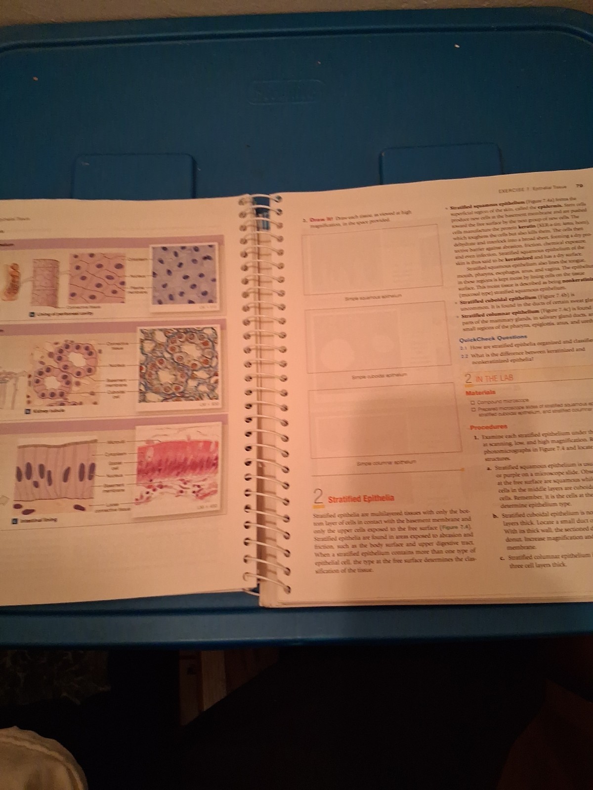 Laboratory Manual for Anatomy and Physiology Featuring Martini Art, Main Version